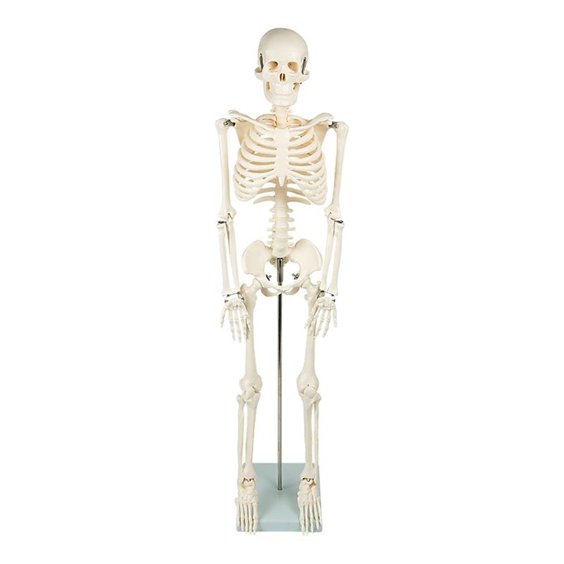 Anatomical 85cm Tall Human Skeleton with Stand Model – Medical Anatomy